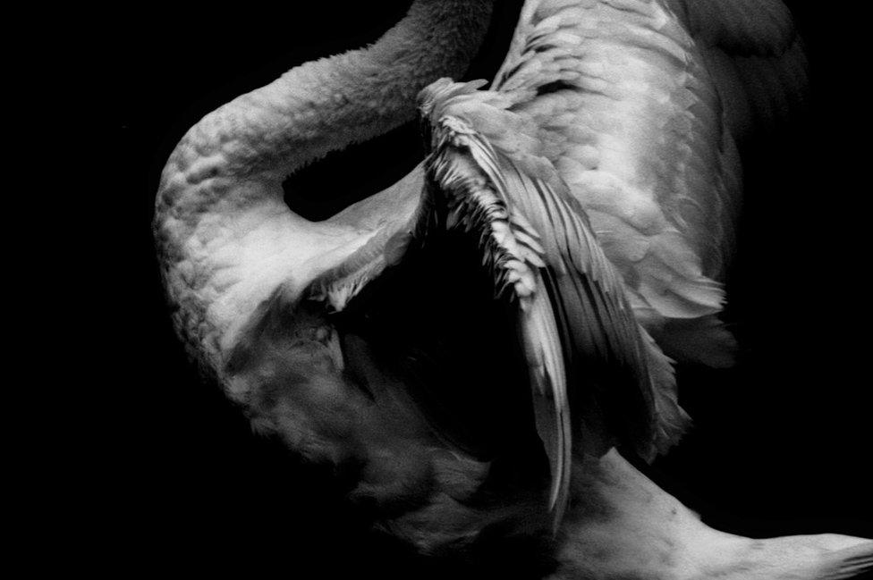 The back of a swan with its feathers