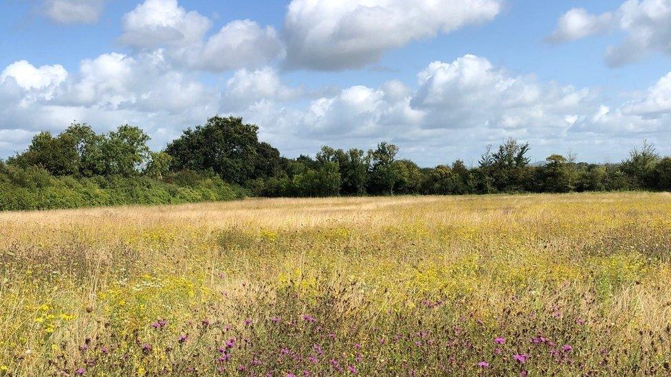 Flower rich meadows at Lytes Cary