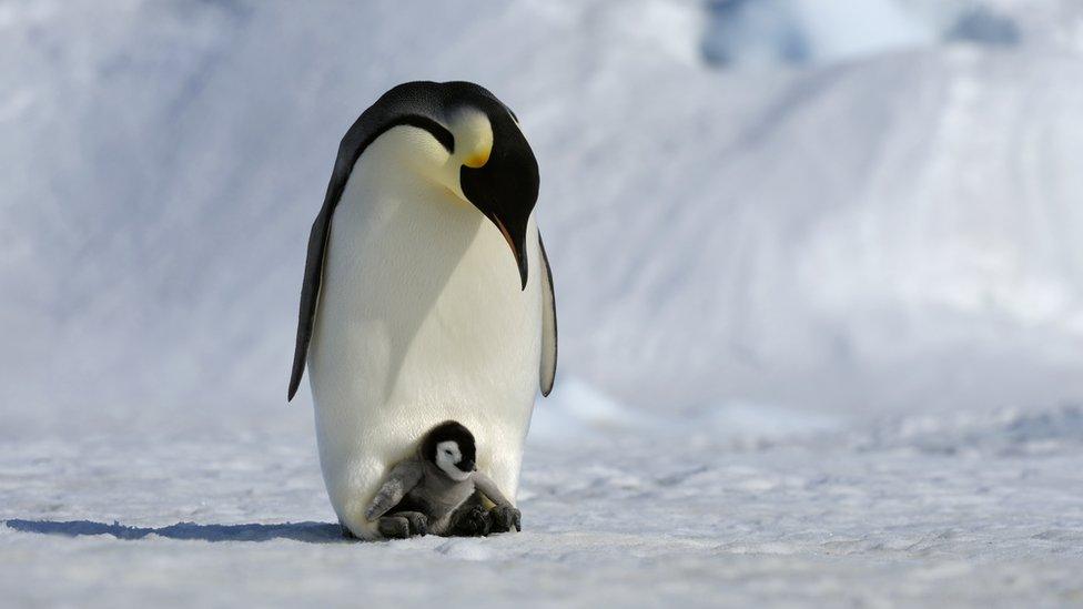 An adult emperor penguin cradles a baby emperor penguin at its feet to keep it warm