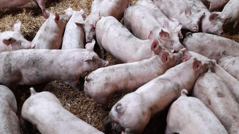 Pigs on Meryl Ward's farm