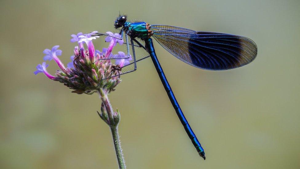 dragonfly perched on flower