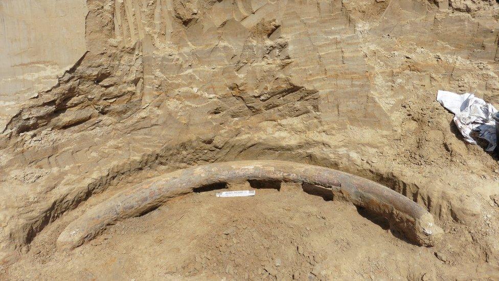 One of the tusks lying uncovered in the earth