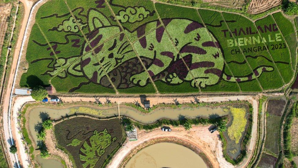 A cat image created by Thunyapong Jaikum, a thai farmer and artist, is seen in rice fields in Chiang Rai province, north of Thailand, December 16, 2023.