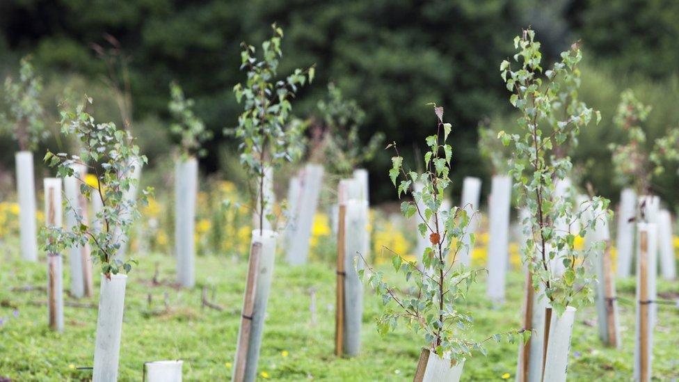 Newly planted trees