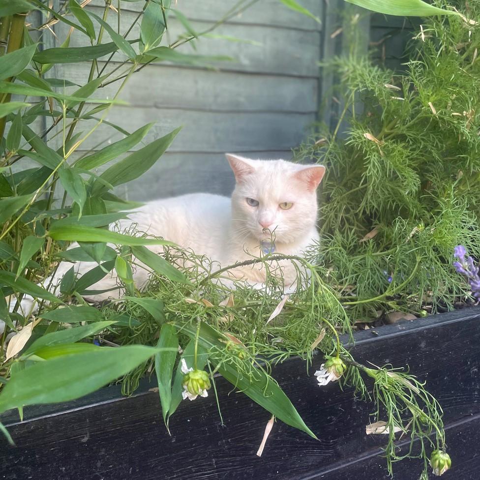 Gandalf the cat keeps cool by sitting in the bamboo