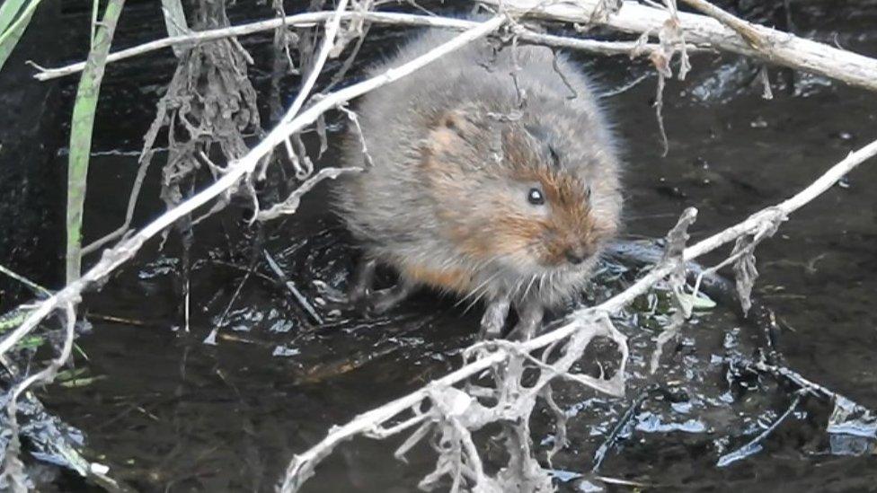 Water vole