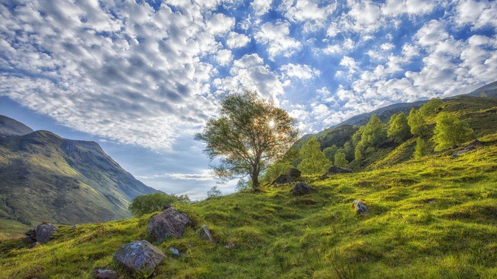 Hilly countryside with trees and green pastures