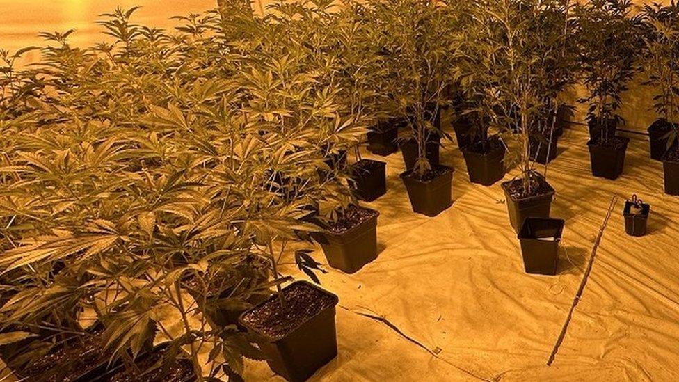 Cannabis seizure in Markethill, County Armagh