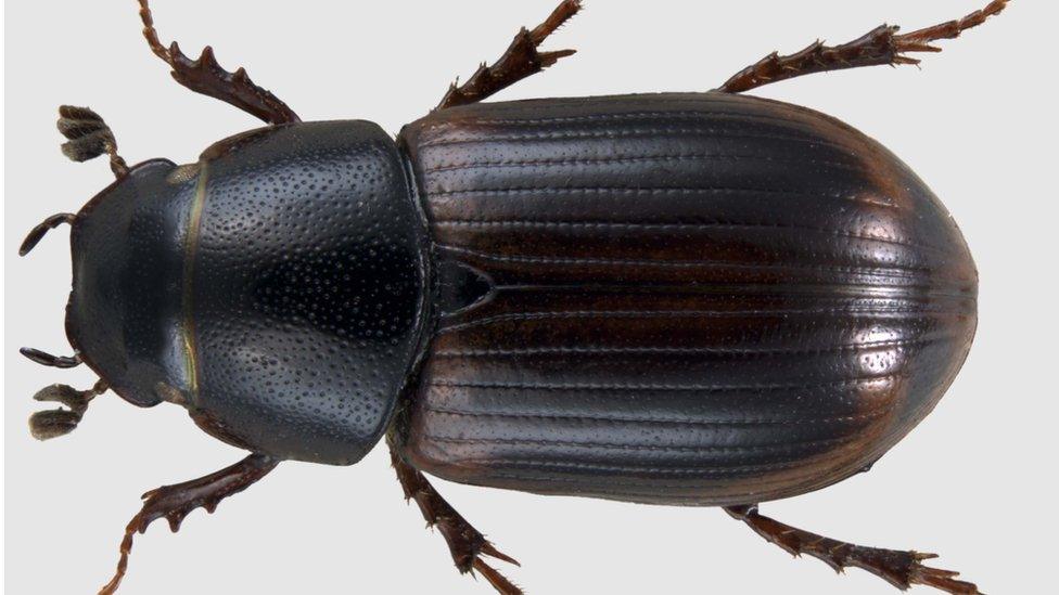 Aphodius fasciatus