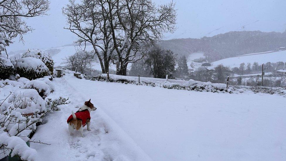 Ci yn yr eira yn Llanidloes