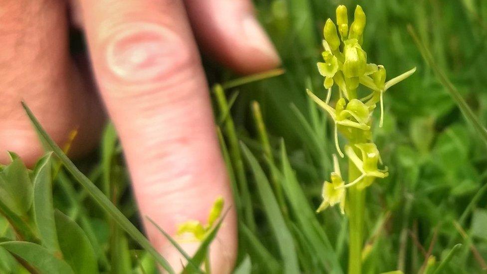 Fen orchid at Kenfig National Nature Reserve