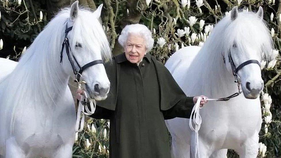 The Queen stands between two large grey fell ponies