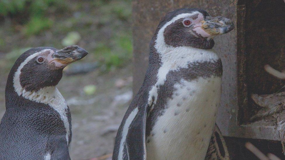 Humbolt penguins