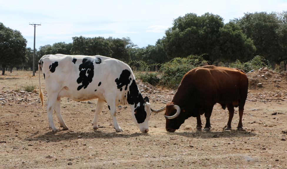 Cattle at the stud farm