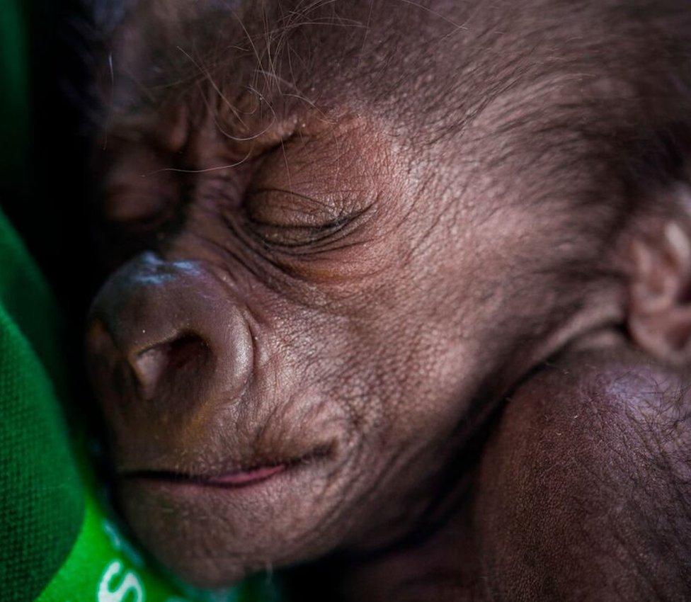 Baby gorilla