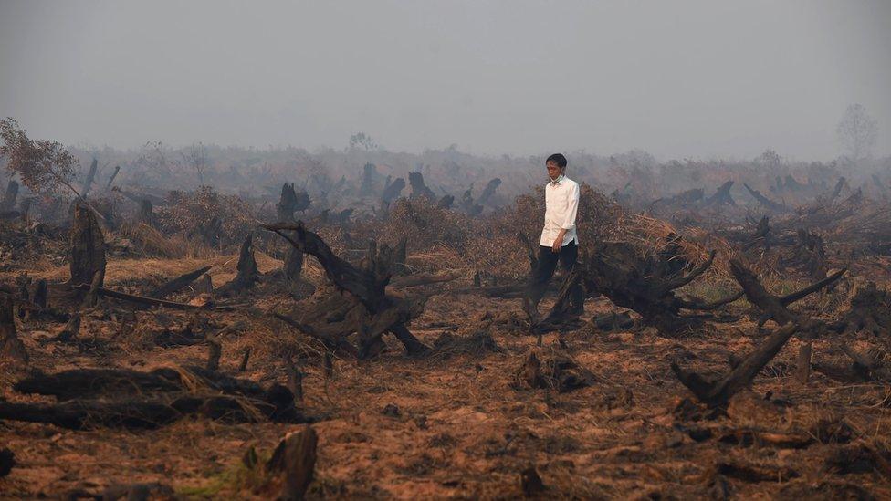 A man walks through burned forests in Indonesia