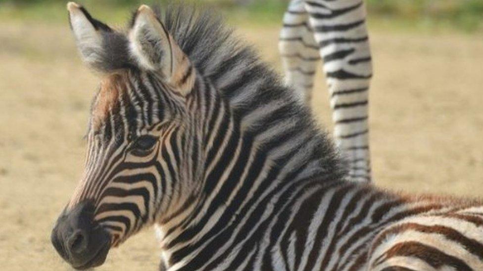 Zebra foal