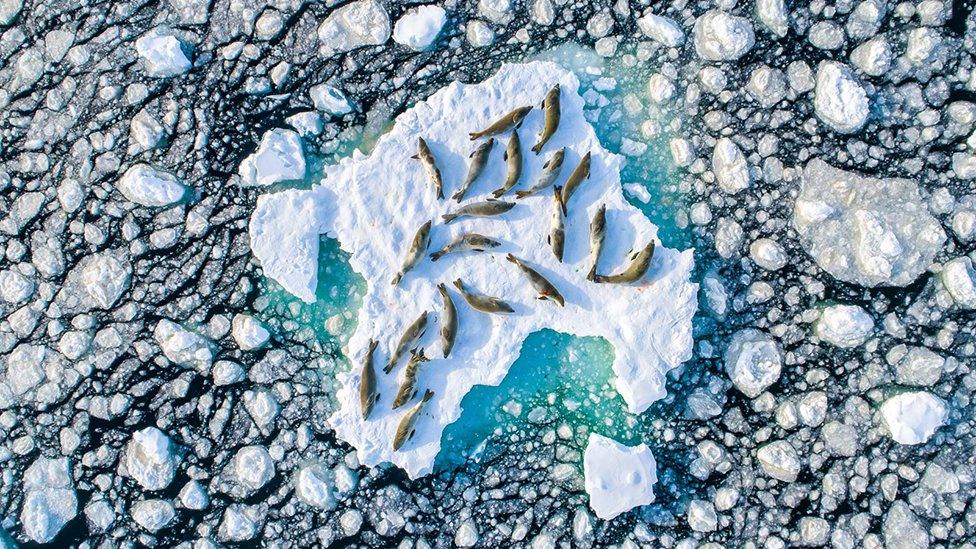 An aerial view of a number of seals resting on top of an ice float in the Antarctic