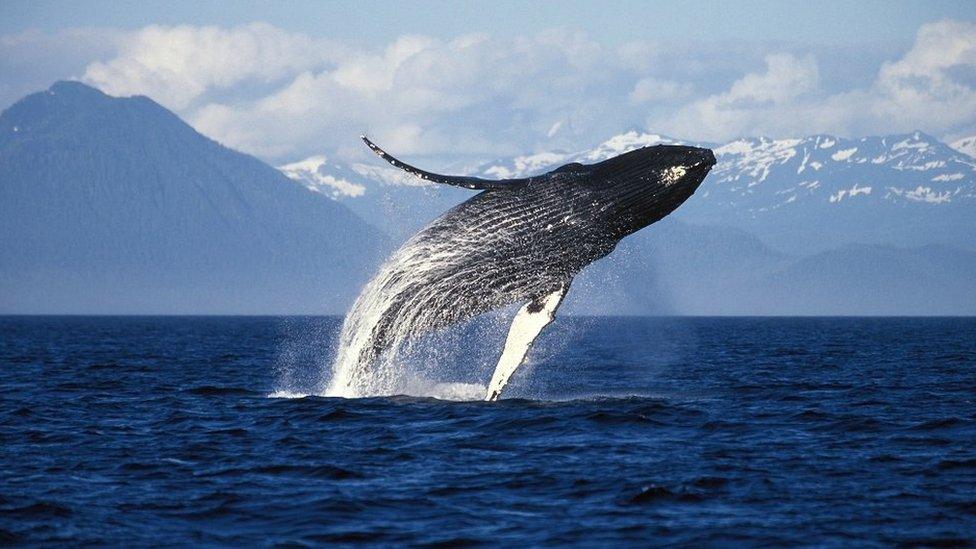 Humpback whale in Alaska