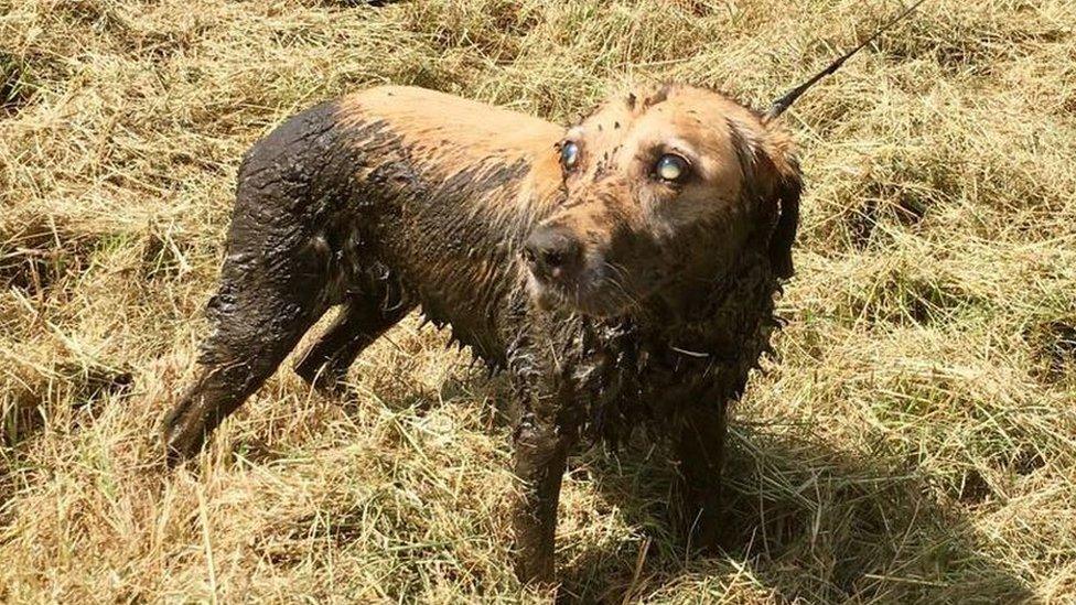 Dog after being rescued