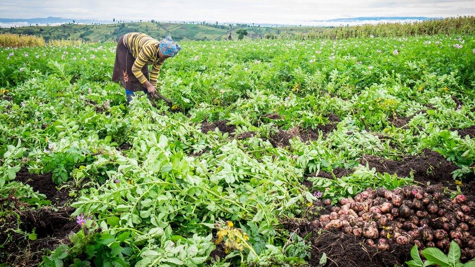 woman-harvesting-crops.