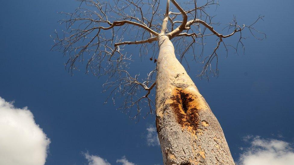 bees nest in tree trunk