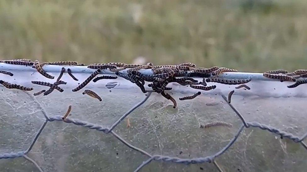 Likely Ermine moth caterpillars