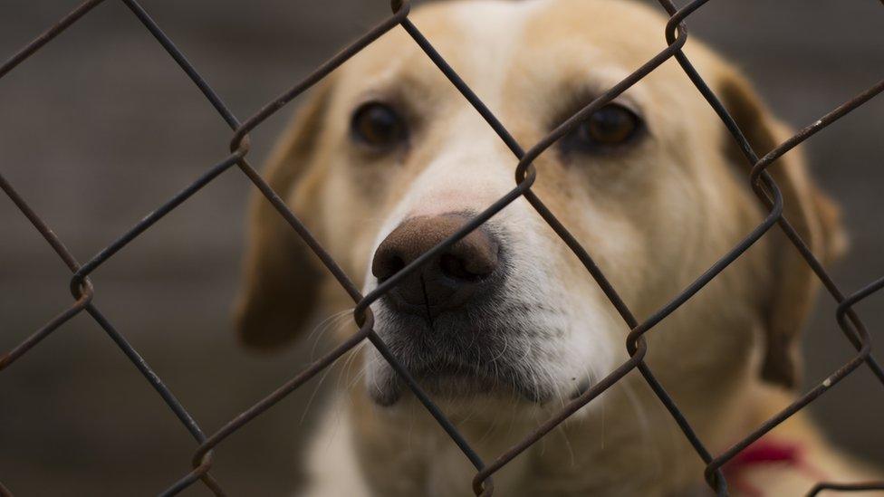 Dog behind a wire fence