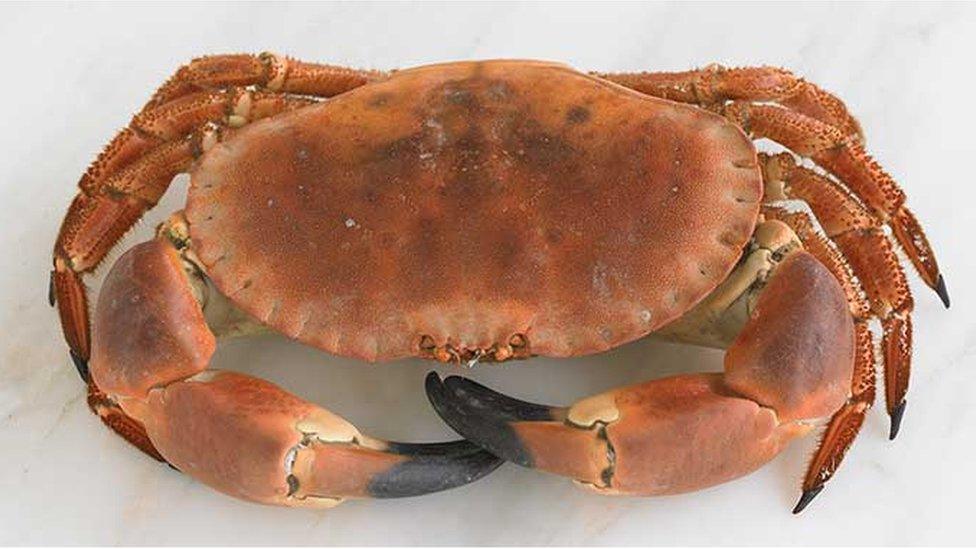 Crab