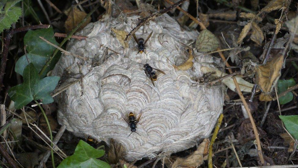 Asian hornet nest in Jersey