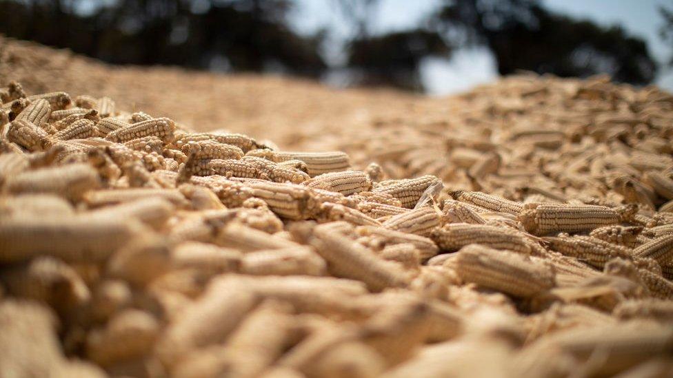 Dried maize cobs in Zimbabwe