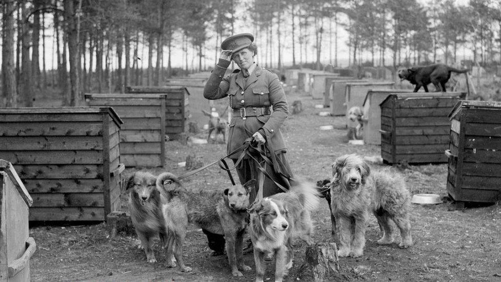 World War One dog training facility at Matley Ridge