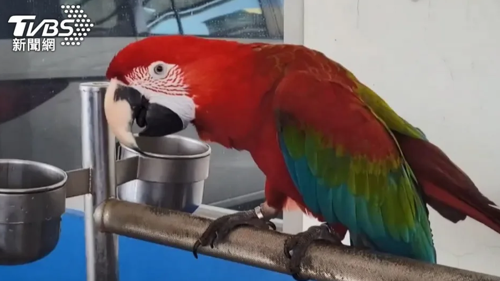 A parrot that caused injuries to a Taiwanese doctor