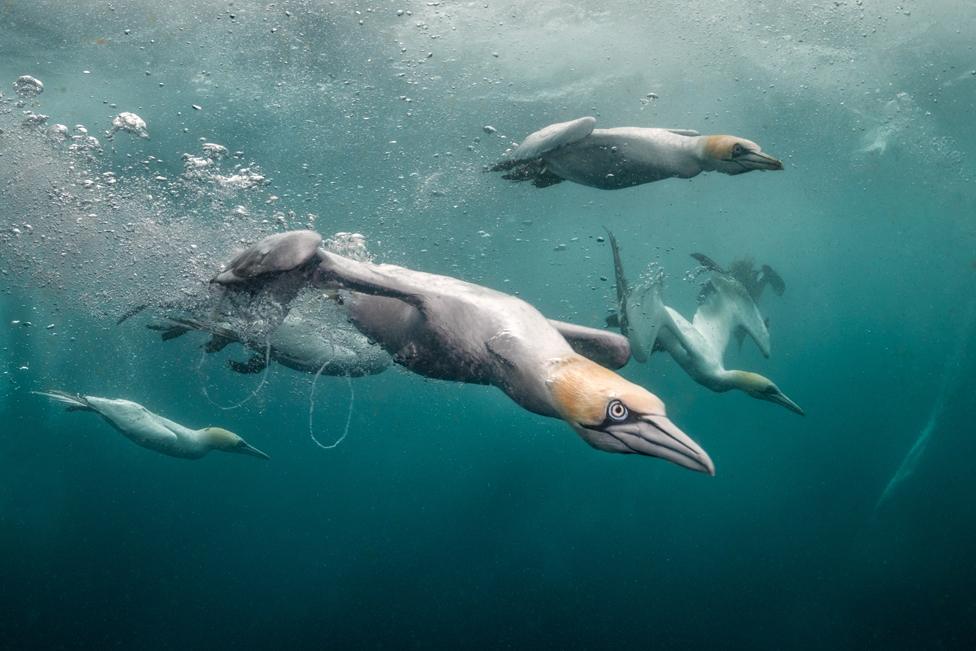 Underwater point of view of dive-bombing gannets, Shetland, Scotland