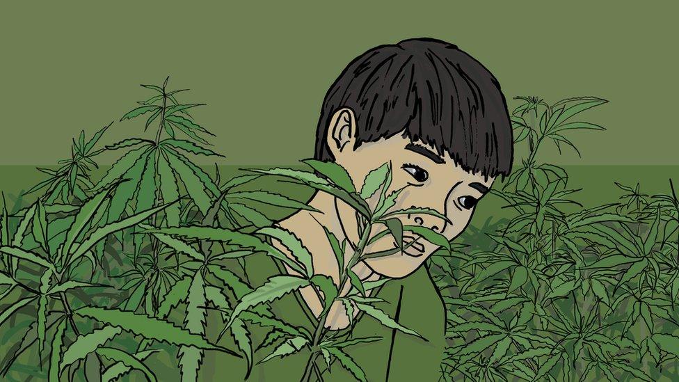 Vietnamese boy in cannabis farm