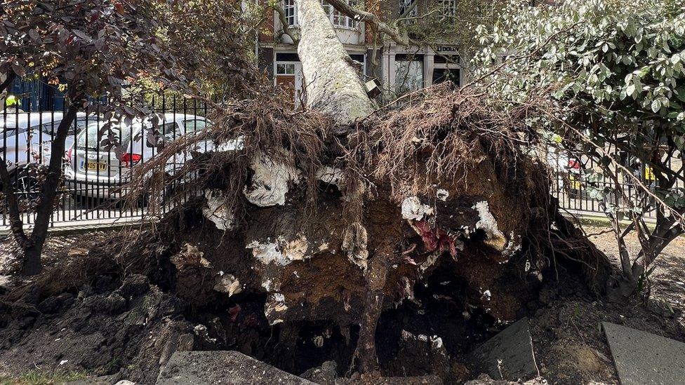 Tree roots after tree collapses in Soho