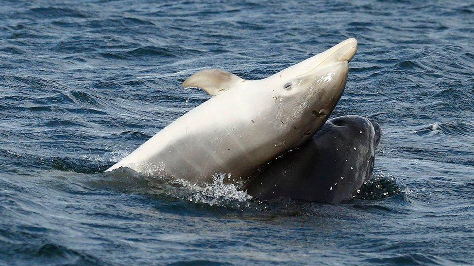 Zephyr's baby rolling on top of Beatrice