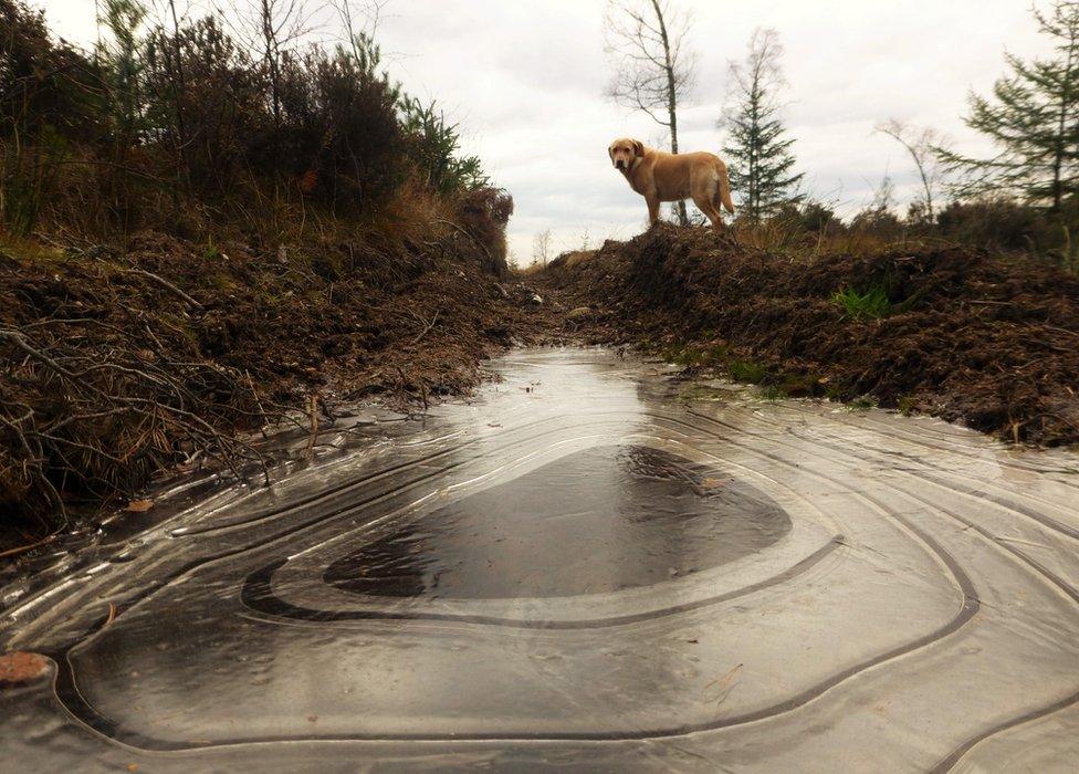 Dog looking at frozen puddle