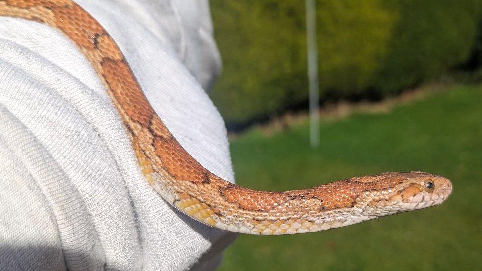 Agnus the corn snake