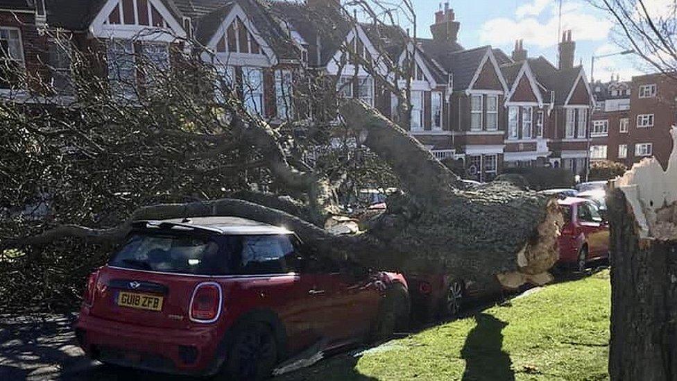 Tree on car