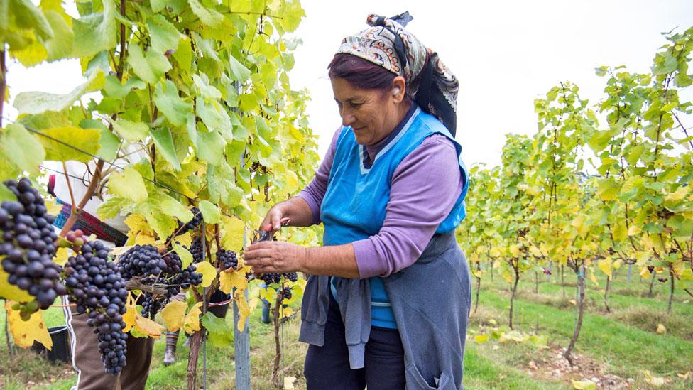 Migrant worker picking grapes in Hampshire