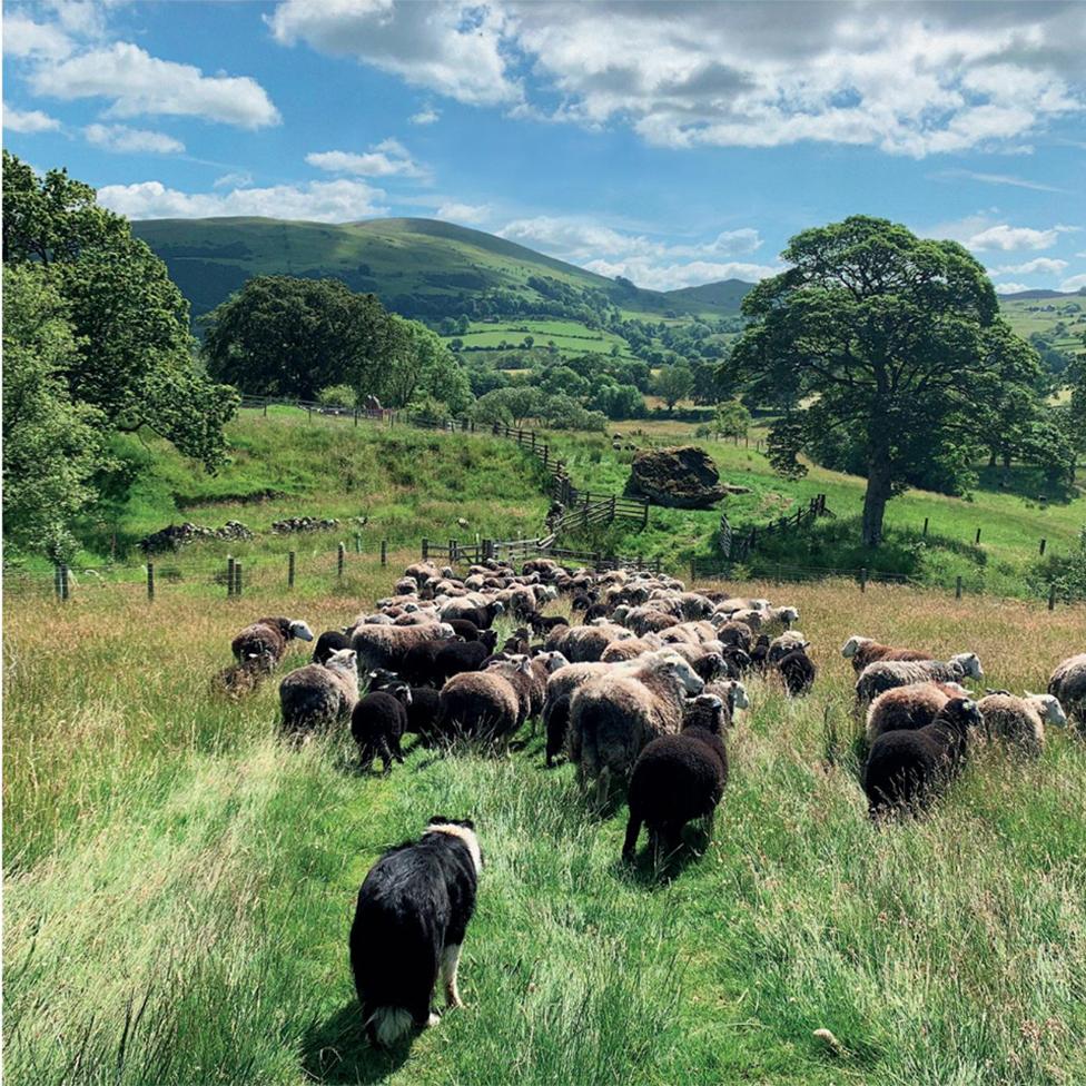 A sheepdog herds a flock