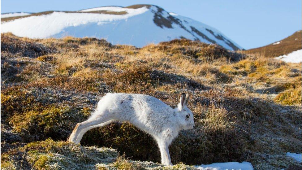 The Scottish Mountain hare