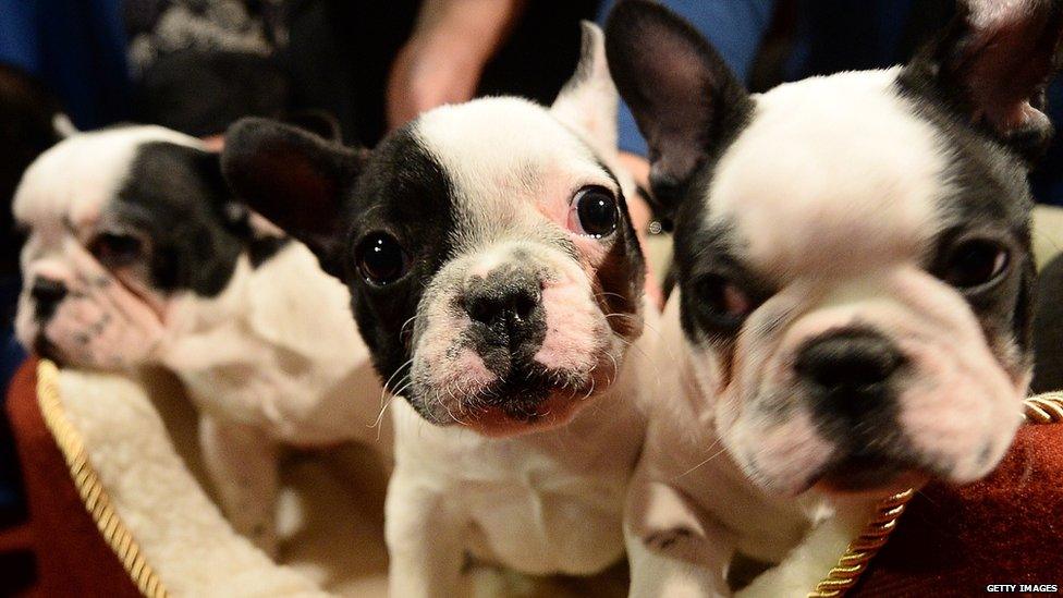 French Bulldog puppies