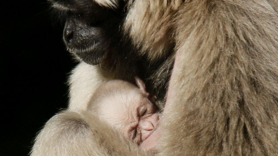 A baby gibbon in the arms of its mother.