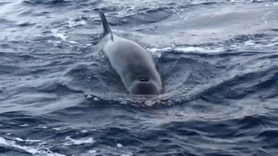 Marine life on Duncan's jounrey