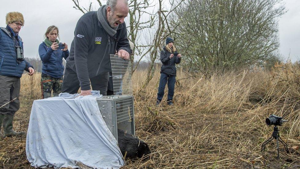 People opening cage doors on a river bank