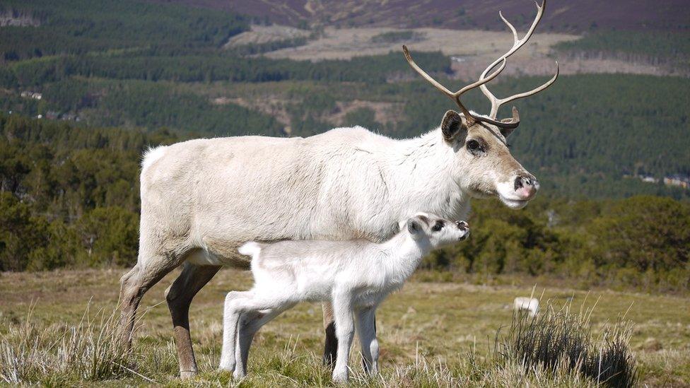 Reindeer cow and calf