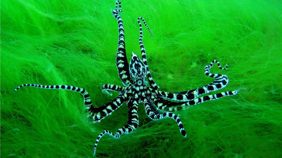 octopus-in-the-sea.