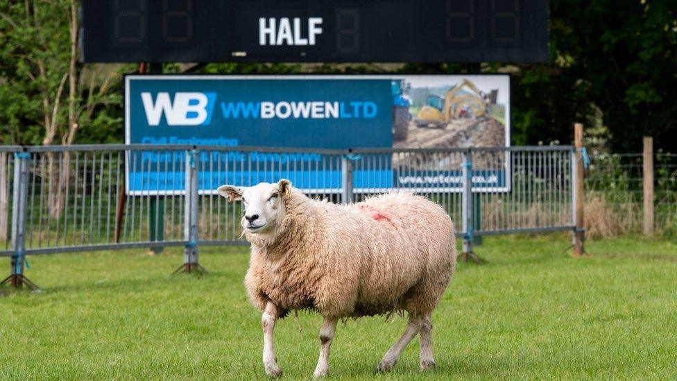 Sheep on Brecon Rugby Club's pitch